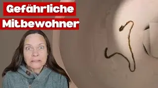 Gefährliche Mitbewohner? Parasiten und ihre Auswirkungen auf uns!
