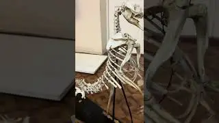 Кенгуру
