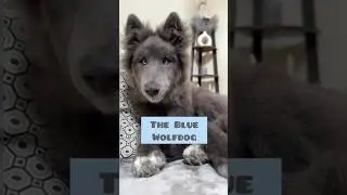 THE BLUE WOLFDOG