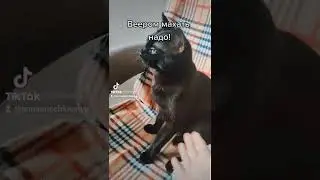 Маленькая черная кошка Снежок вредничает.