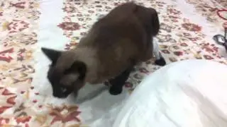 IMG 3367
