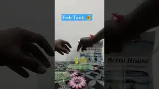 Mini Double betta fish tank | under Rs.400 #yshorts #shortvideo #shorts #fishing #fishtank #aquarium