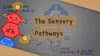 Sensory/Ascending Spinal Tracts