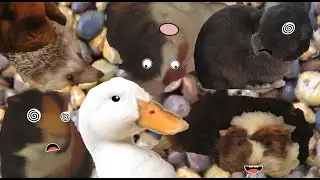 Confused pets