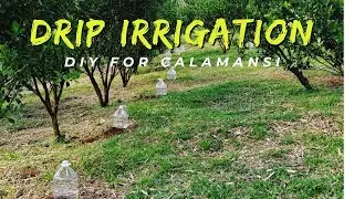 DIY DRIP IRRIGATION System for our Calamansi Farm... Pwede Pala!!!