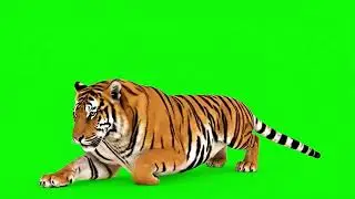 Real Tiger Walking and Relaxing Animation | 4K | Green Screen | Chroma Key