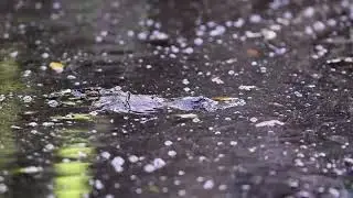 Platypus NW Brisbane Oct 23