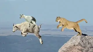 Mountain Lion Hunting Goat