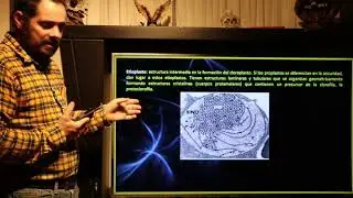 Estructura y función de los plastos parte 2