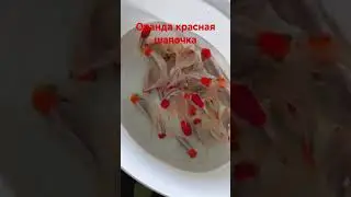 Оранда красная шапочка