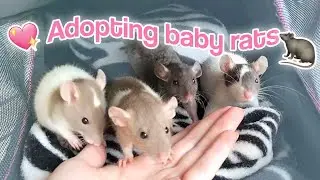 I adopted 4 baby rats 💖🐀 Cage setup + VLOG