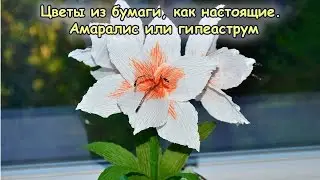 Цветы из бумаги, как настоящие, своими руками. Бумажные цветы – амаралис или гипеаструм