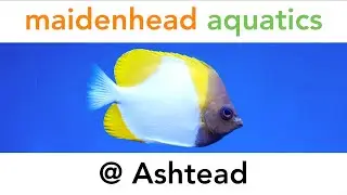 Maidenhead Aquatics @ Ashtead