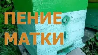 Пение пчелиной матки, Звук природы