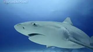 6 Most Dangerous Animals in the Amazon Rivers