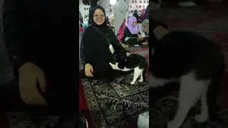 Cat in Madinah 2016
