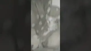 катята