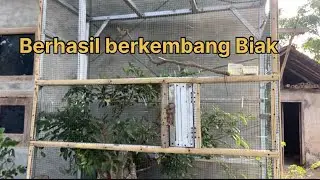 Aviary minimalis untuk burung ciblek supaya berkembang biak