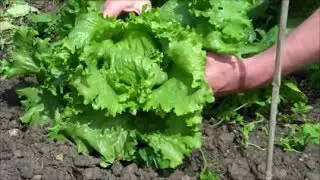 How to Grow Lettuce from Seed