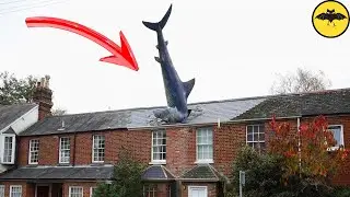 7 Incredible Animals That Fell from the Sky.