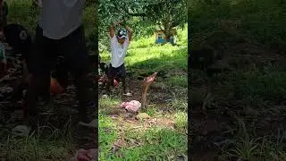 Pinutol #khemyattv #funny #comedyvideos #justforfun #comedy #funnyvideos