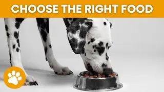 How To Choose The Right Food For Your Dog