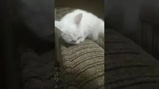 кота-билан