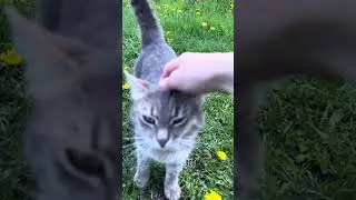 Маркиза тусит во дворе #cat #весна #funnyanimals