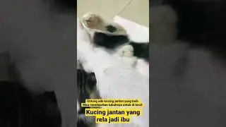 KUCING JANTAN JADI IBU ANAK KUCING YANG MATI DITINGGAL IBUNYA MATI KERACUNAN