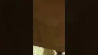 Козлики разъехались по России. Просто нашла видео на память