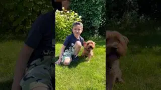 МОЙ ЛЮБИМЫЙ МАРВИН 💞 #kids #funny #baby #love #dog #йорк