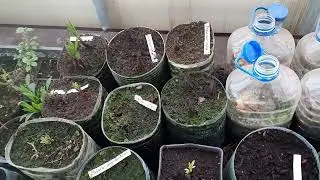 Как я сохраняю саженцы роз, корни пионов, флоксов, клематисов и др. зимой и раннней весной