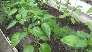 A way to get rid of slugs! What do you think?