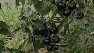 Сорта томатов часть 1