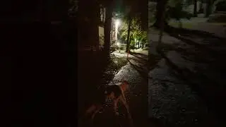 Running Into A Unwanted Visitor🦨! #dog #bordercollie #rainy #skunks
