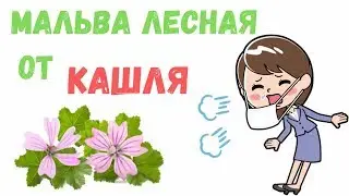 Мальва лесная (Просвирник) от простуды и кашля - fito.ua