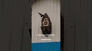 Скворцы заселились в скворечник