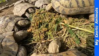 LIFE of 500 TURTLES throgh the eye of  STRAPPED GoPro! :)
