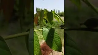 Ceviz bahçesi 4