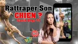 Faut il rattraper son chien de sport quand il saute ?! [ High Jump / Wall Climb]