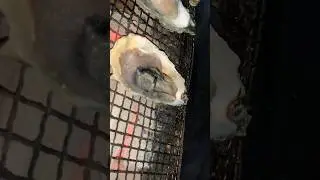 Oyster Butter  Cheese【Solo Camping】