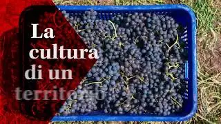 The Harvest in Turin - Grapes in Town 2019