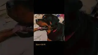 itna pyar ❤️ #4kviral #dogshorts #foryou #rottweiler #youtubeshorts #shortindia #goldenretriever