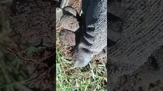 не определенные 2 копейки #bestmoments #metaldetecting #шурф #металлоискатель #коп