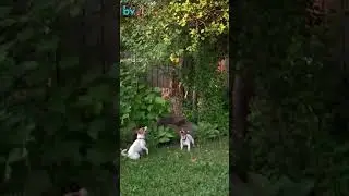 Мы запрыгнем