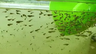 Гурами выходит с нерестовика