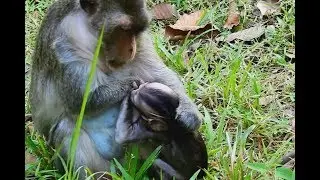 How mom weaning baby, Poor baby monkey very Small, Baby cry and very hungry milk