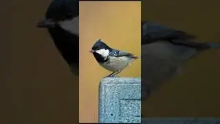 amazing bird on the earth unbilievable bird behavior #Shorts  175