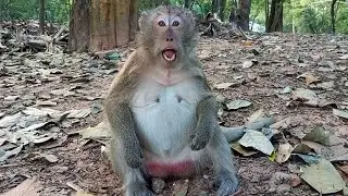Beautiful pregnant Blacky monkey, She showing nice face, April, Nanda family update