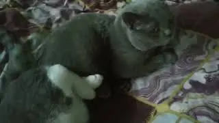 Кошачьи акробаты: Удивительные позы на кровати с котами Степой и Тишей!